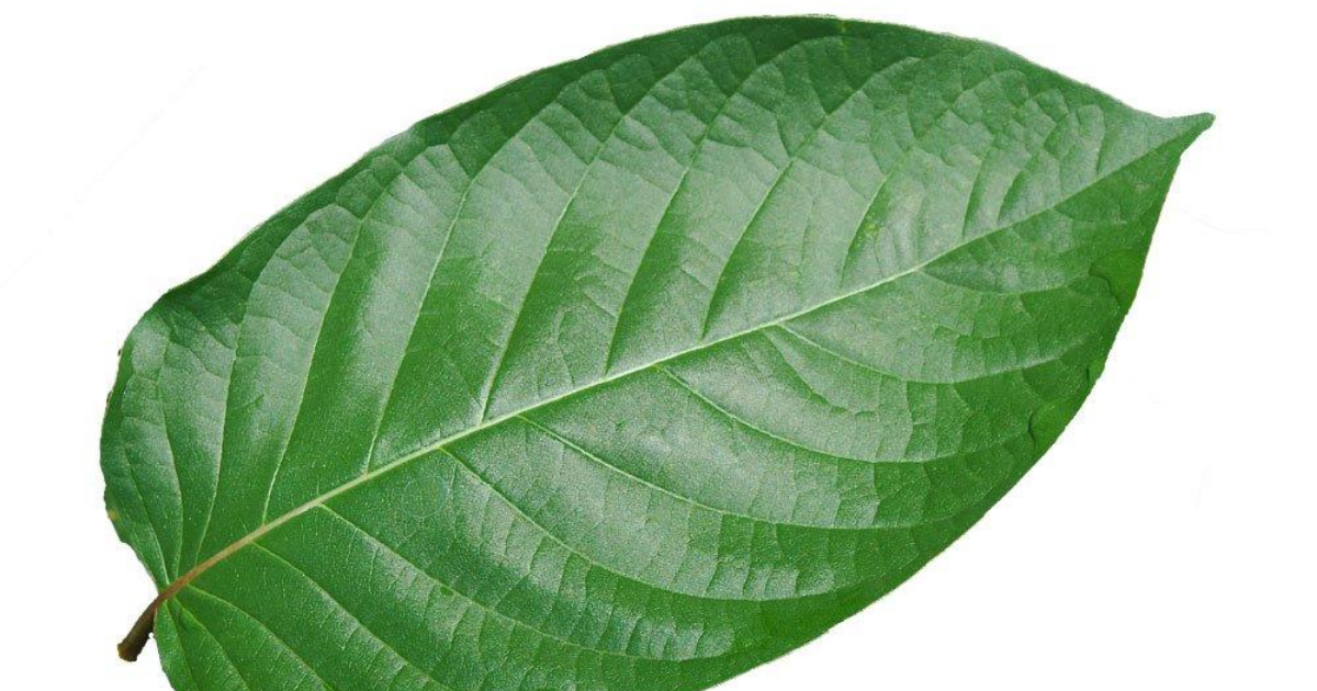 white veined strains